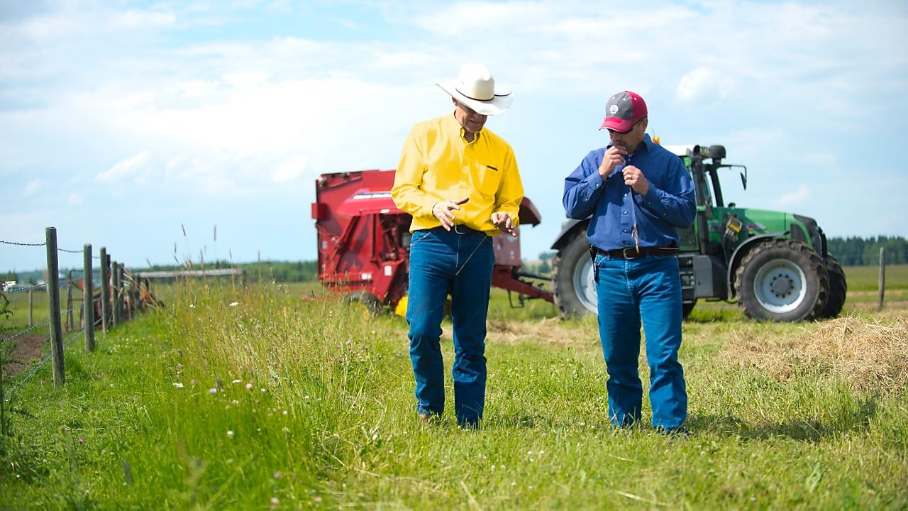 Dy burra duke biseduar në fermë