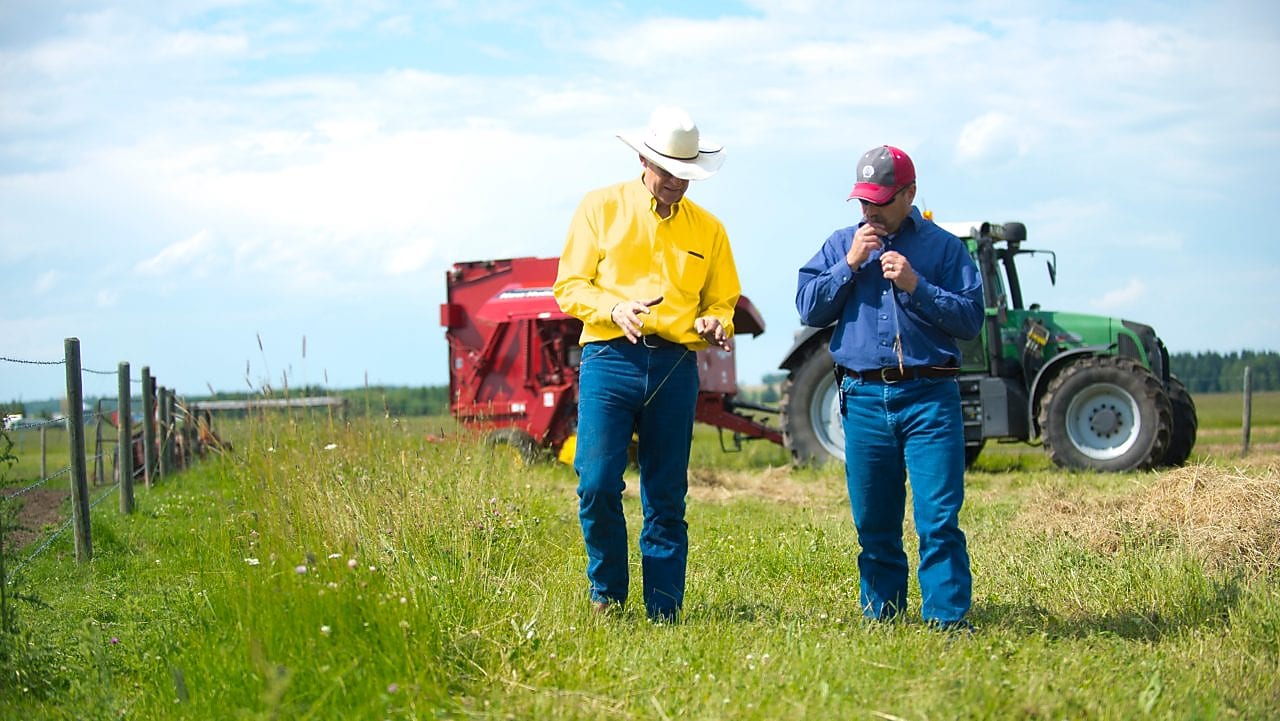 Dy burra duke biseduar në fermë